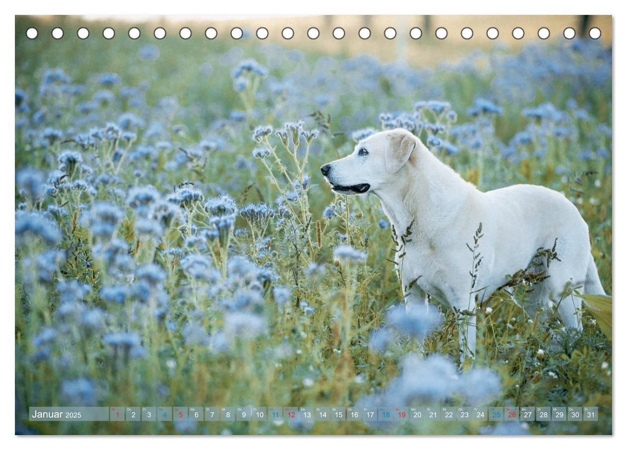 Bild: 9783435313754 | Faszination Labrador - gelb, foxred, schwarz (Tischkalender 2025...