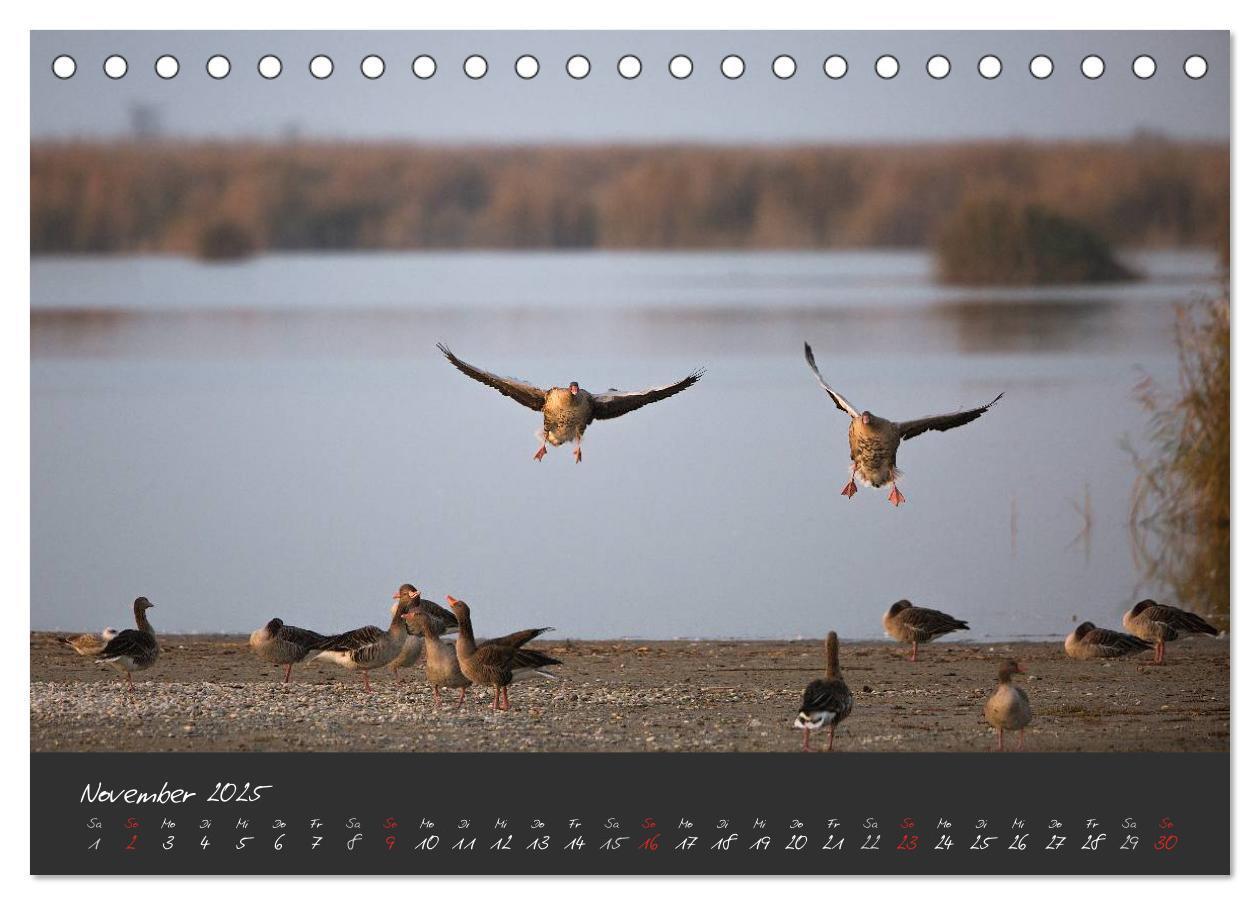 Bild: 9783435491322 | Natur erleben Seewinkel-Neusiedlersee (Tischkalender 2025 DIN A5...