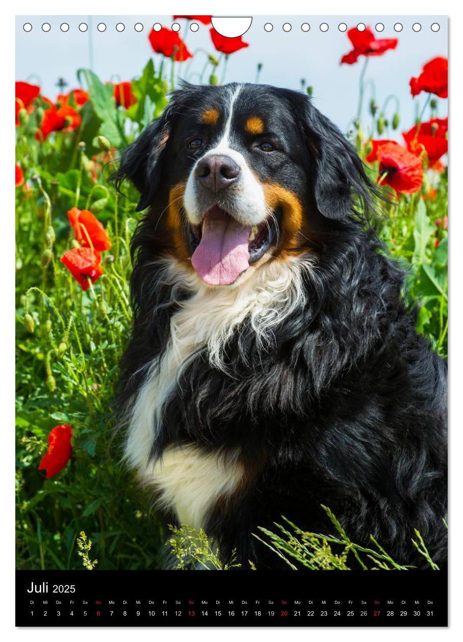 Bild: 9783457056325 | Faszination Berner Sennenhund (Wandkalender 2025 DIN A4 hoch),...