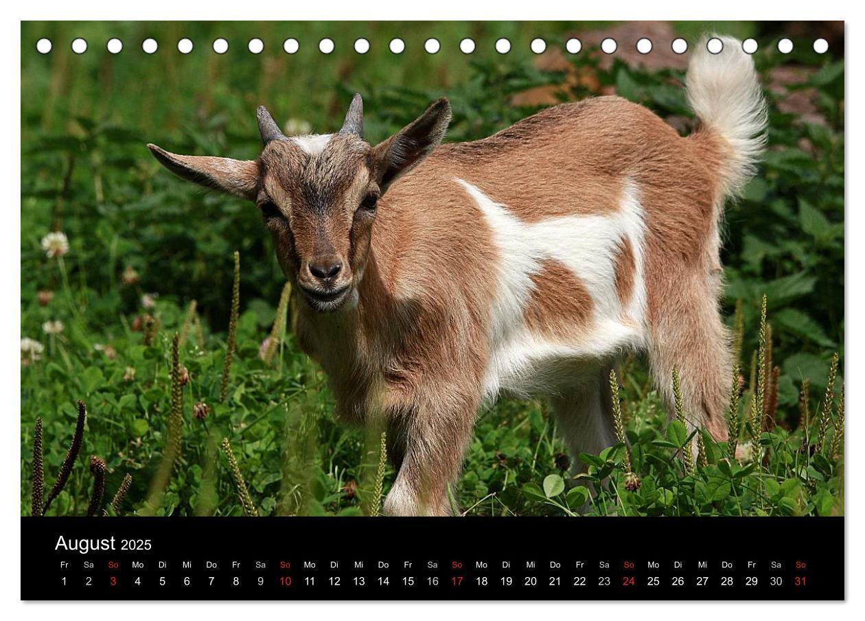 Bild: 9783435798070 | Zwergziegen (Tischkalender 2025 DIN A5 quer), CALVENDO Monatskalender