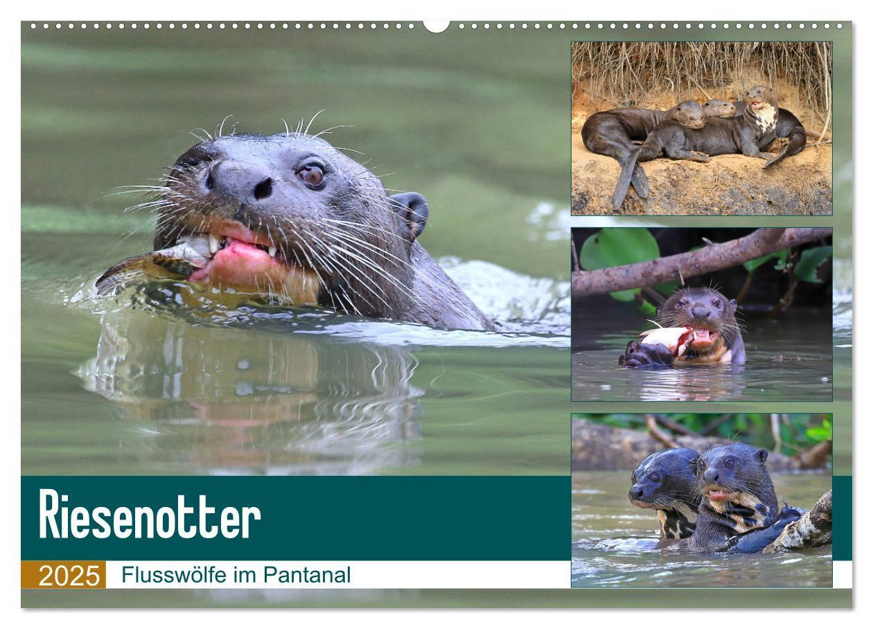 Cover: 9783435262595 | Riesenotter - Flusswölfe im Pantanal (Wandkalender 2025 DIN A2...