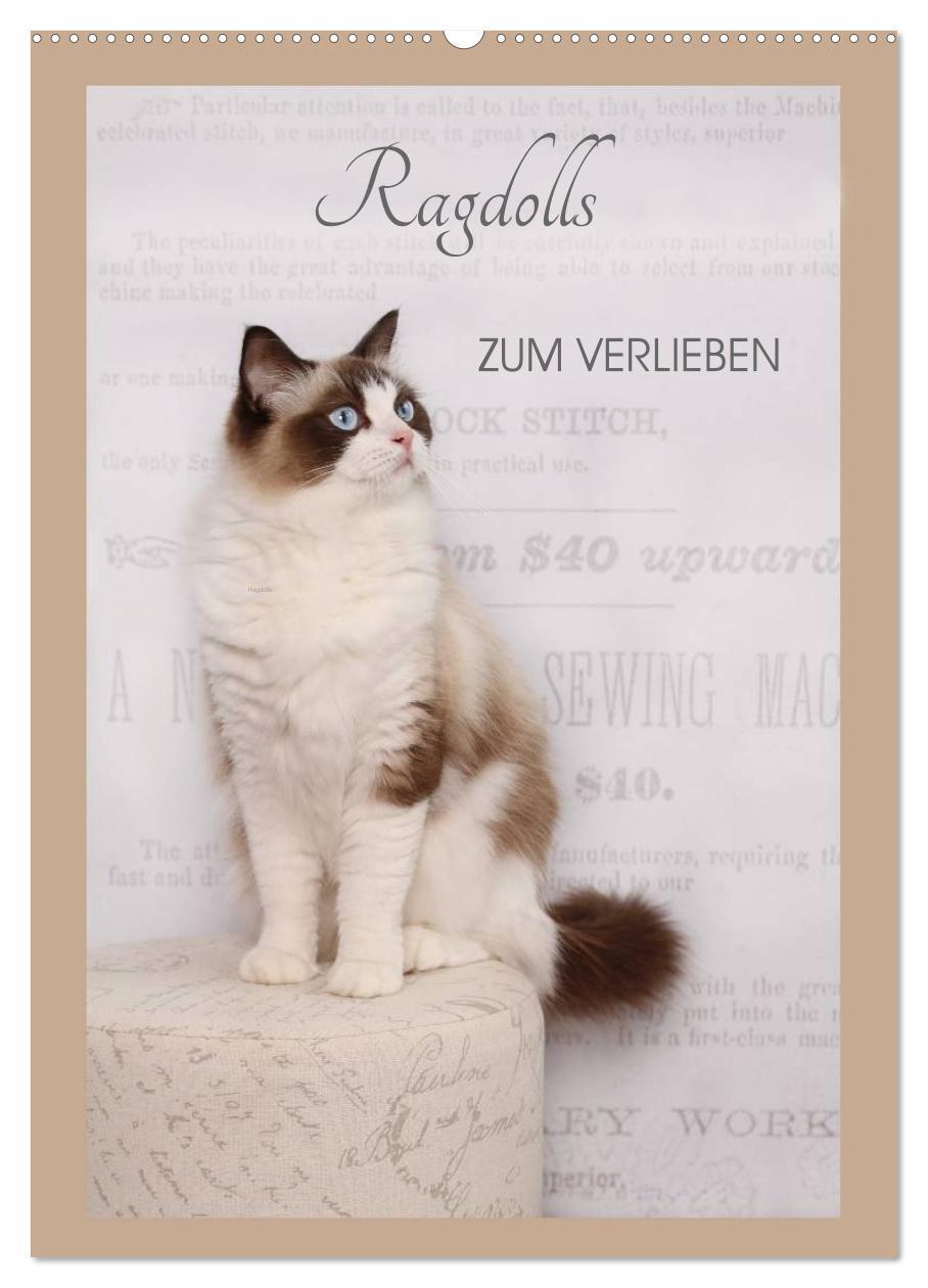 Cover: 9783457012505 | Ragdolls zum Verlieben (Wandkalender 2025 DIN A2 hoch), CALVENDO...