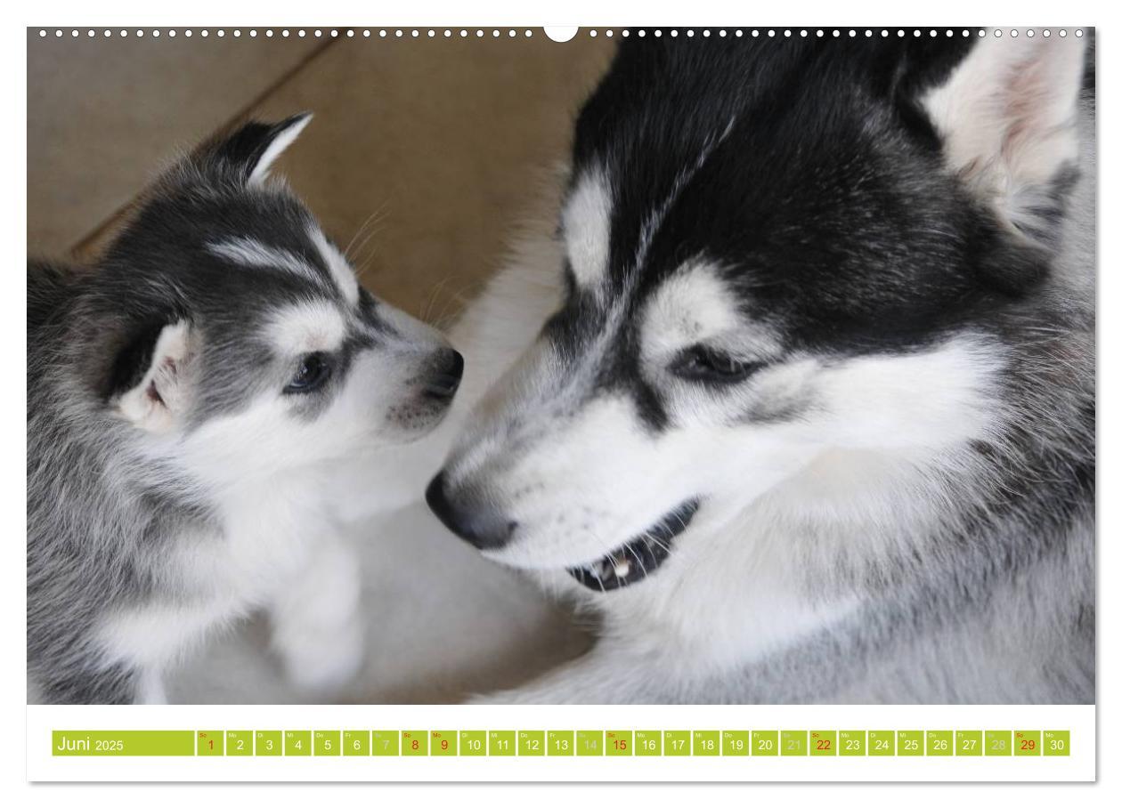 Bild: 9783435746705 | Siberian Husky - der Urtyp (hochwertiger Premium Wandkalender 2025...