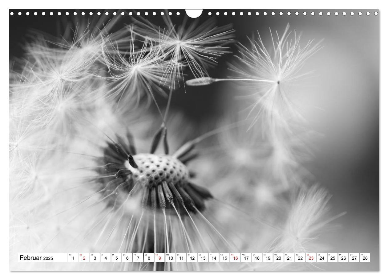 Bild: 9783435265985 | Pusteblumenzauber in schwarzweiß (Wandkalender 2025 DIN A3 quer),...