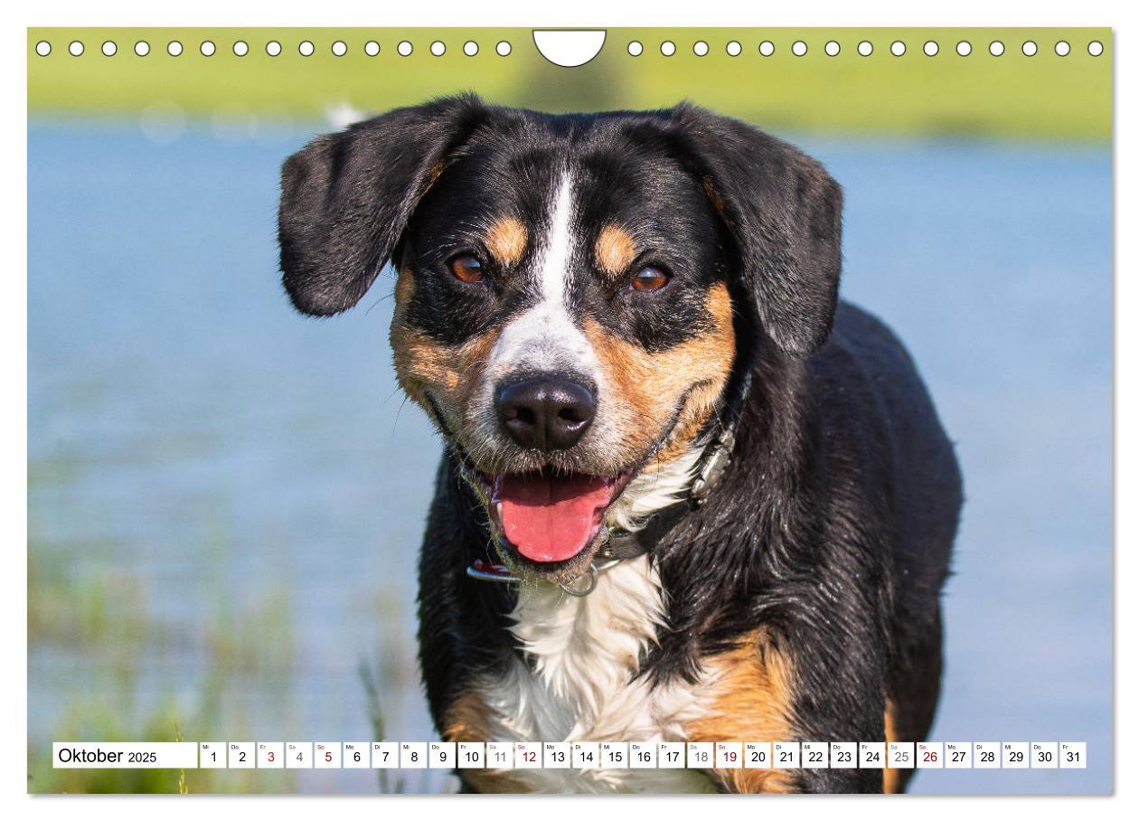 Bild: 9783435313518 | Mein bester Freund - Entlebucher Sennenhund (Wandkalender 2025 DIN...