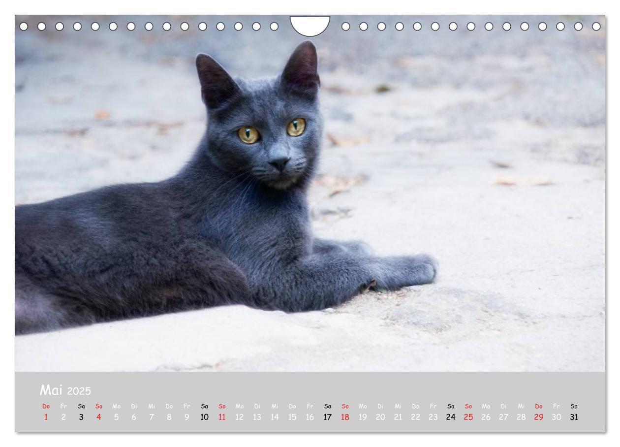 Bild: 9783435787975 | Katzen des Südens (Wandkalender 2025 DIN A4 quer), CALVENDO...