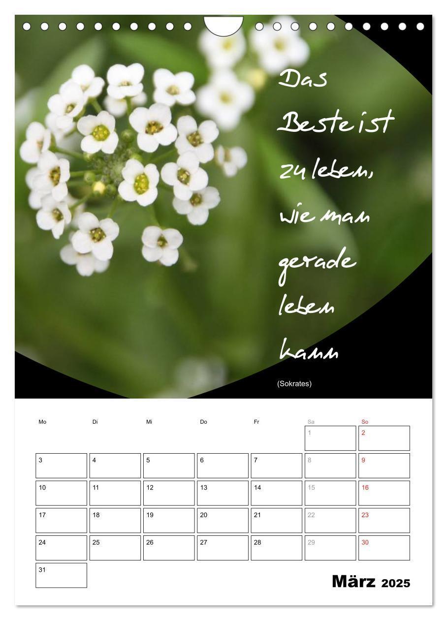 Bild: 9783457090022 | Sprüche und Weisheiten für´ s Jahr (Wandkalender 2025 DIN A4 hoch),...