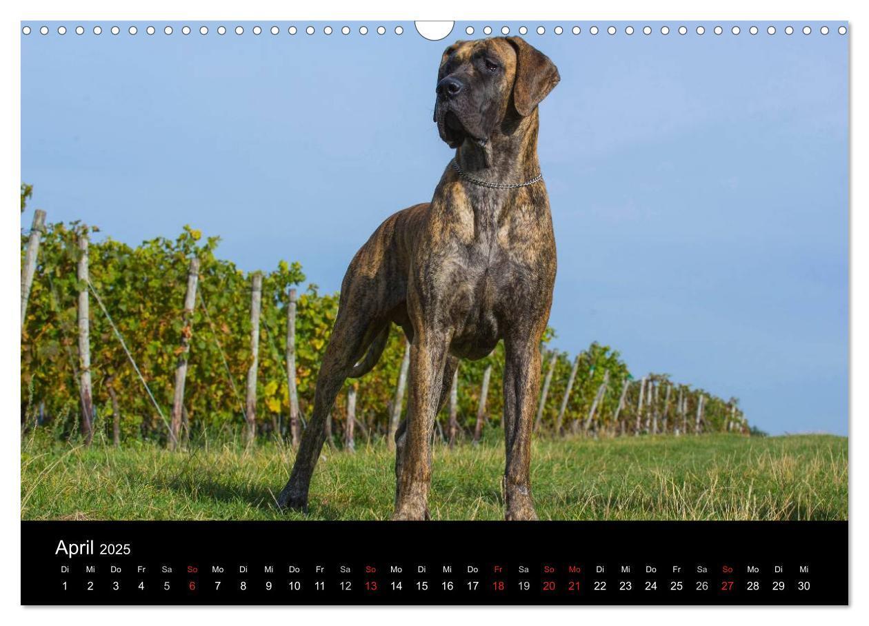 Bild: 9783435761890 | Deutsche Dogge 2025 (Wandkalender 2025 DIN A3 quer), CALVENDO...