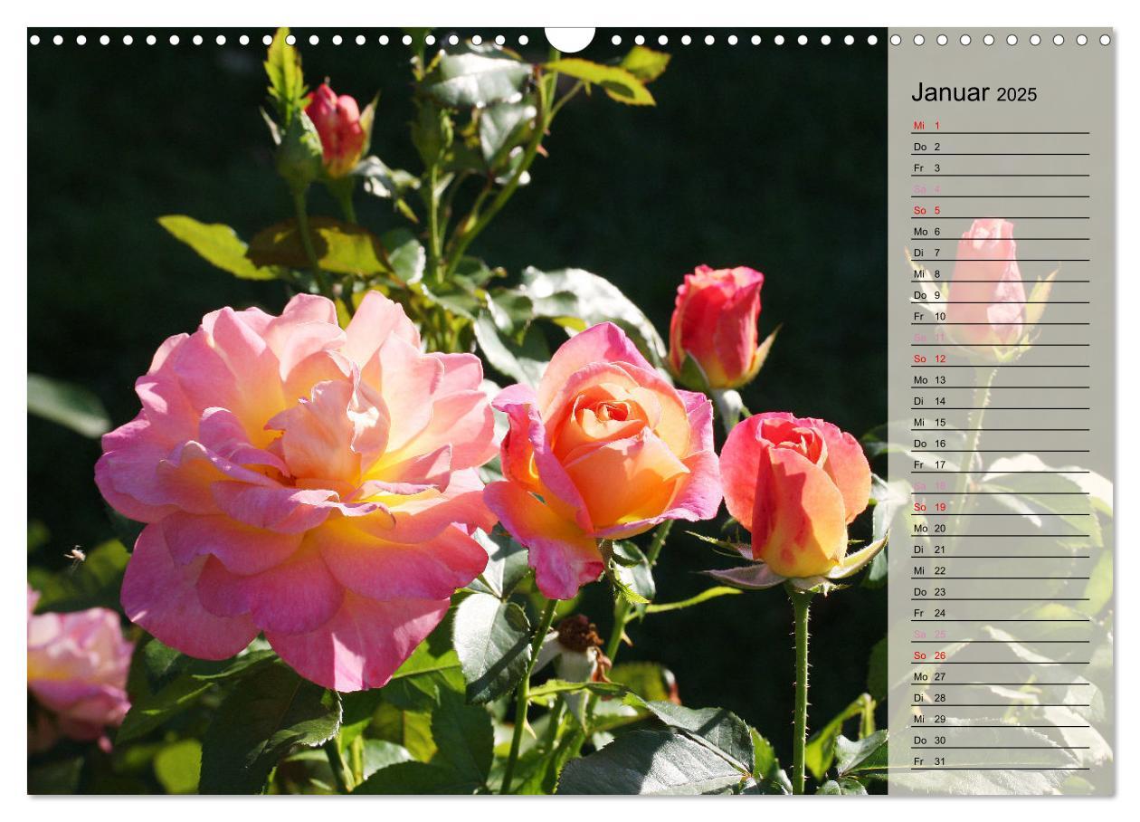 Bild: 9783457167700 | Rosensommer (Wandkalender 2025 DIN A3 quer), CALVENDO Monatskalender