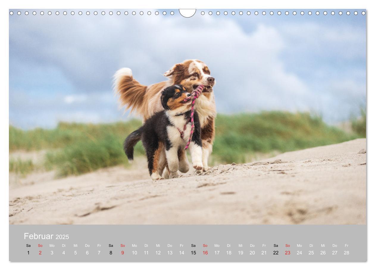 Bild: 9783435672875 | Australian Shepherd 2025 (Wandkalender 2025 DIN A3 quer), CALVENDO...