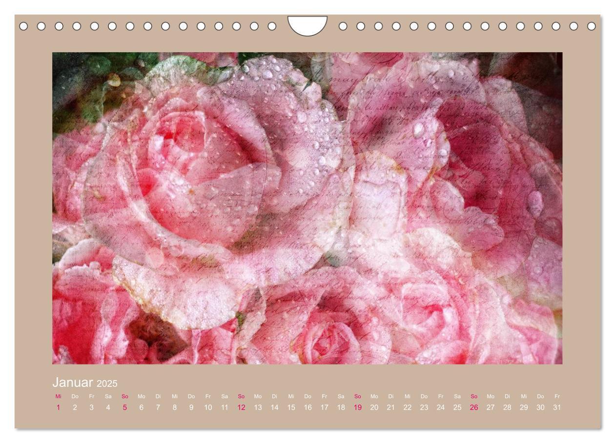 Bild: 9783435737475 | Romantische Rosen (Wandkalender 2025 DIN A4 quer), CALVENDO...