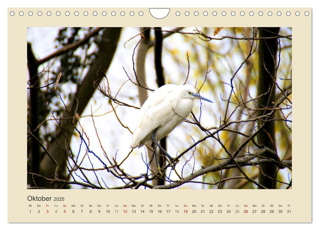 Bild: 9783435011278 | Tiere im Wald. Bezaubernde Begegnungen (Wandkalender 2025 DIN A4...