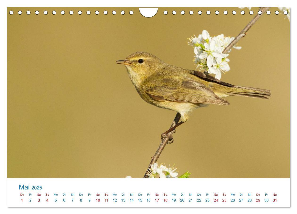 Bild: 9783435464838 | Singvögel - 12 Arten im Garten (Wandkalender 2025 DIN A4 quer),...