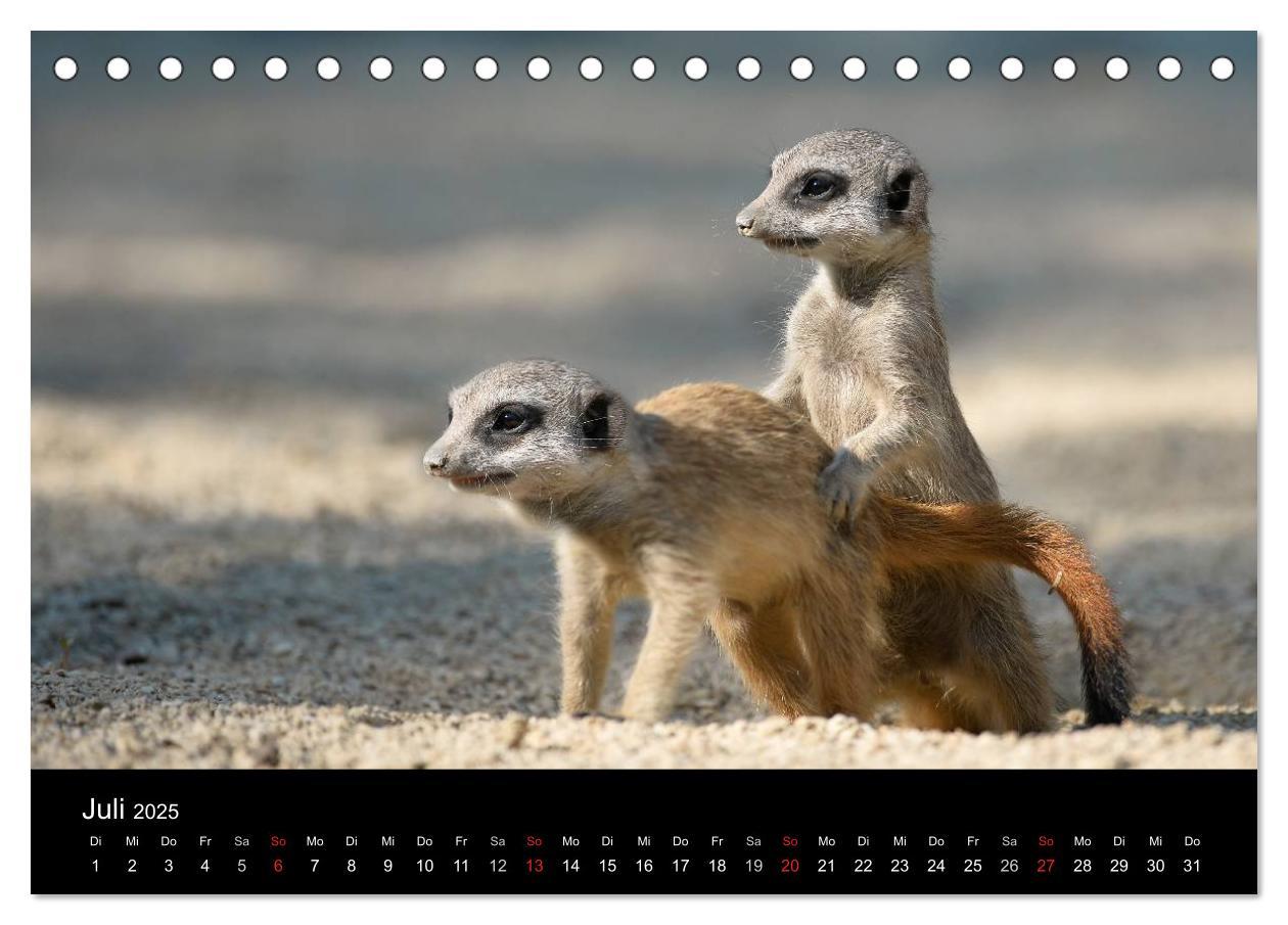 Bild: 9783435781386 | Lustige Erdmännchen (Tischkalender 2025 DIN A5 quer), CALVENDO...