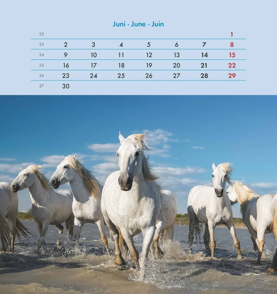 Bild: 4251732342302 | Alpha Edition - Pferde 2025 Postkartenkalender, 16x17cm, Kalender...