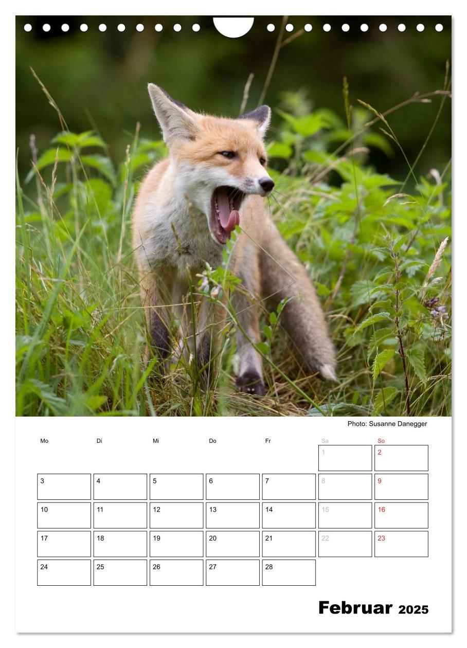 Bild: 9783457087008 | Rotfuchs - Impressionen (Wandkalender 2025 DIN A4 hoch), CALVENDO...