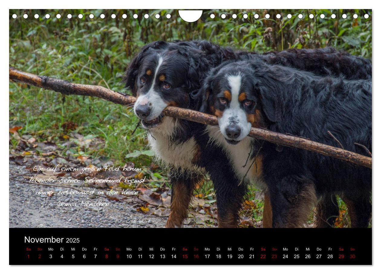 Bild: 9783435403431 | So ist er. Der Berner Sennenhund (Wandkalender 2025 DIN A4 quer),...