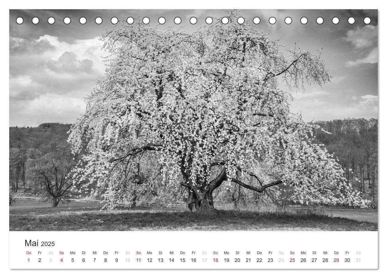 Bild: 9783435659463 | Bäume - Naturschönheiten in schwarz-weiß (Tischkalender 2025 DIN A5...