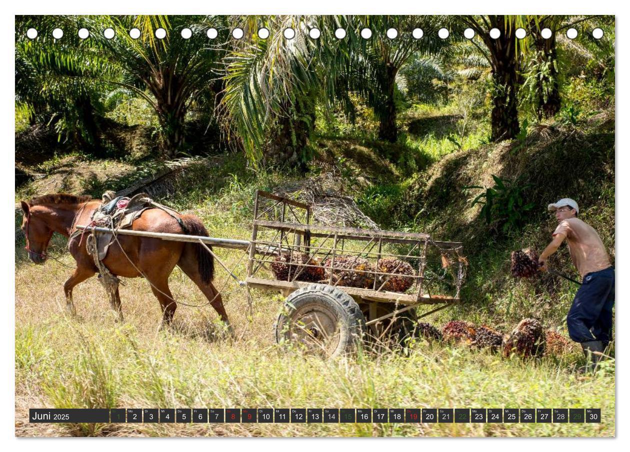 Bild: 9783435656127 | COSTA RICA - PURA VIDA (Tischkalender 2025 DIN A5 quer), CALVENDO...