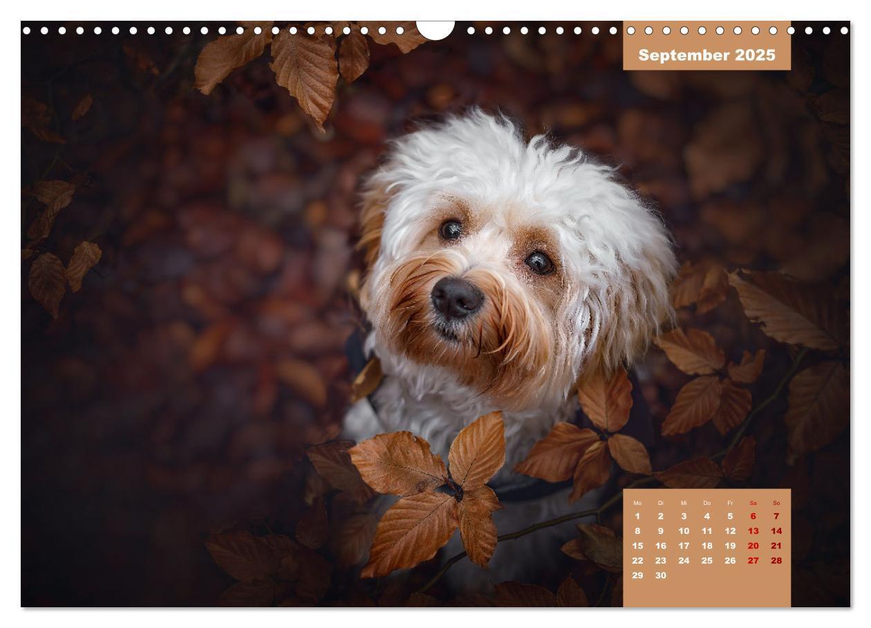 Bild: 9783435033829 | Rocket der Havaneser (Wandkalender 2025 DIN A3 quer), CALVENDO...