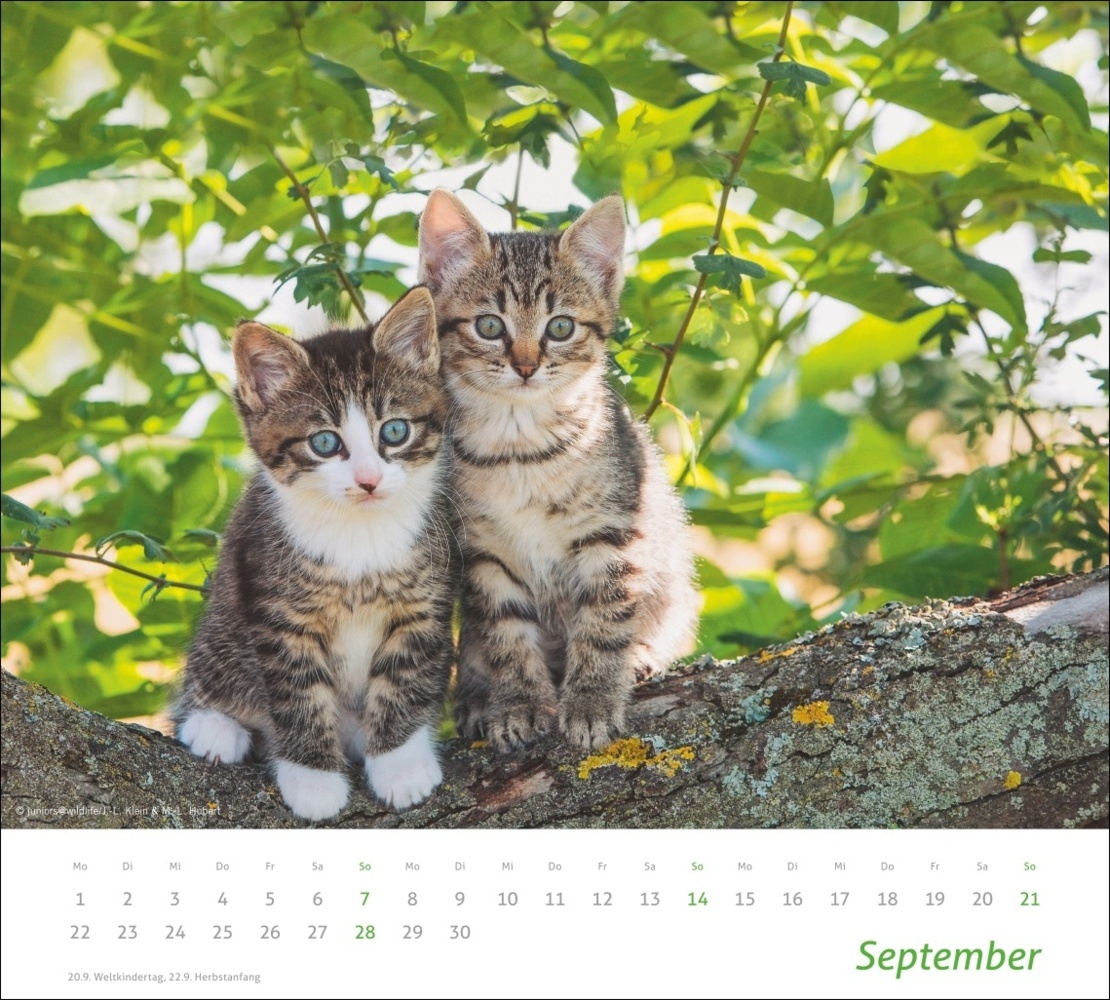 Bild: 9783756406852 | Katzen Bildkalender 2025 | Kalender | Spiralbindung | 14 S. | Deutsch