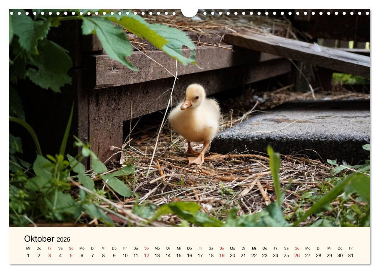 Bild: 9783435316380 | Gänse. Von wegen dumme Gans! (Wandkalender 2025 DIN A3 quer),...