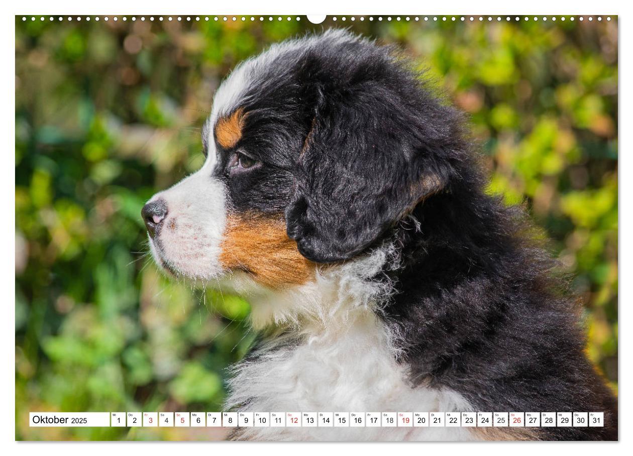 Bild: 9783435212460 | Kleine Herzen auf 4 Pfoten - Berner Sennenhunde (hochwertiger...