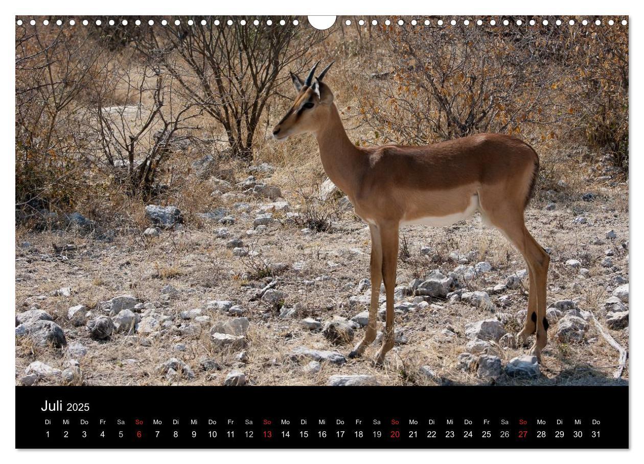 Bild: 9783435837793 | Wildlife Namibia (Wandkalender 2025 DIN A3 quer), CALVENDO...