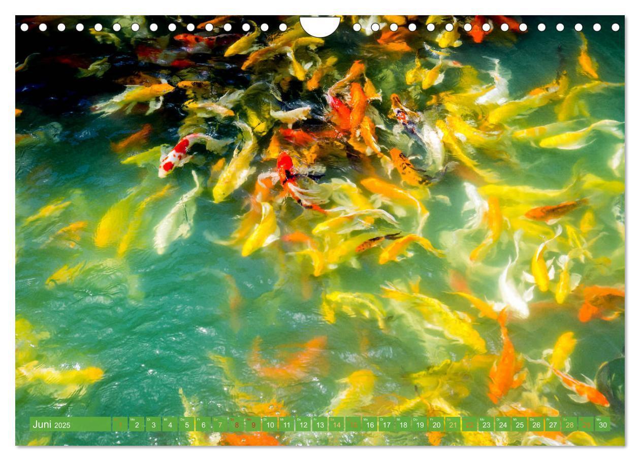 Bild: 9783435129553 | Koi: Juwelen im Teich (Wandkalender 2025 DIN A4 quer), CALVENDO...