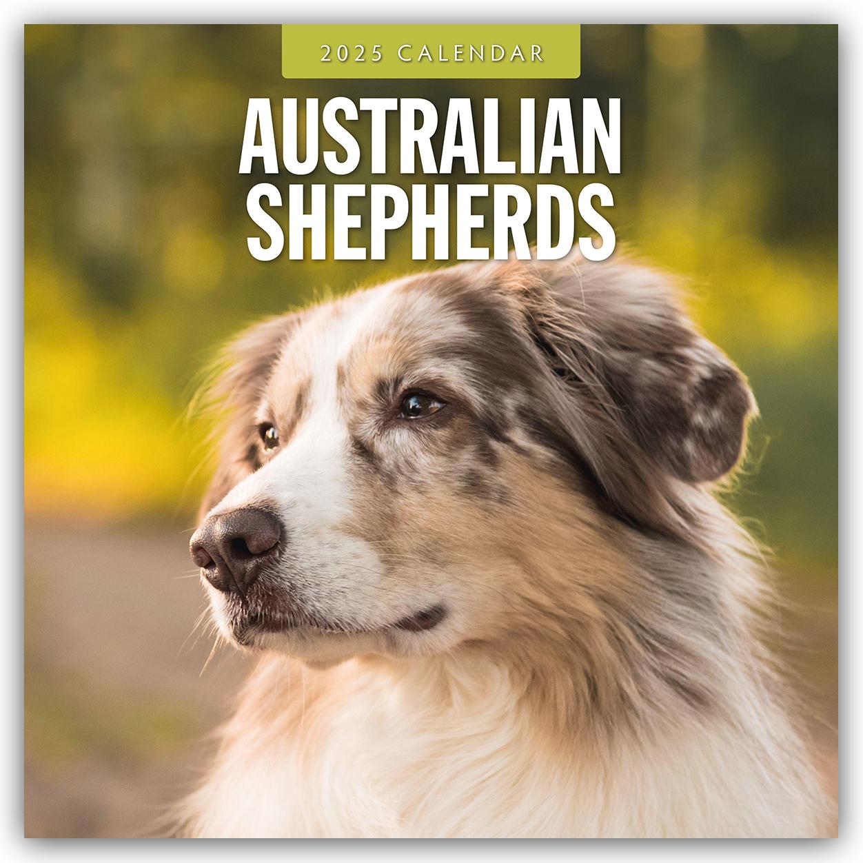 Cover: 9781804424223 | Australian Shepherds 2025 Square Wall Calendar | Red Robin | Buch