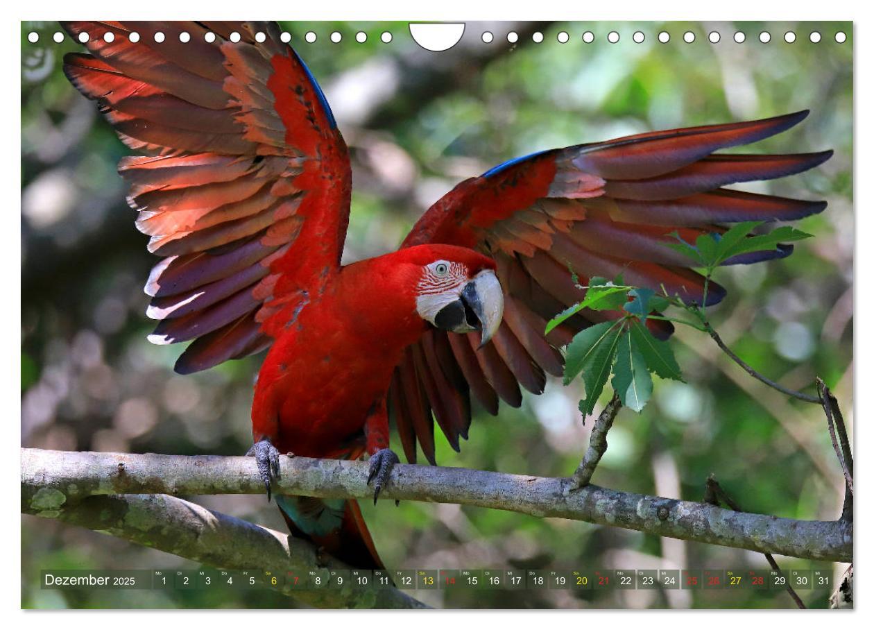 Bild: 9783435263196 | Aras im Pantanal (Wandkalender 2025 DIN A4 quer), CALVENDO...