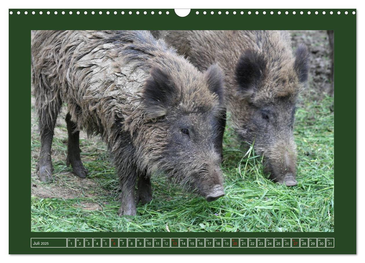 Bild: 9783435777525 | Schweinkram - Die Wildschweine sind los (Wandkalender 2025 DIN A3...