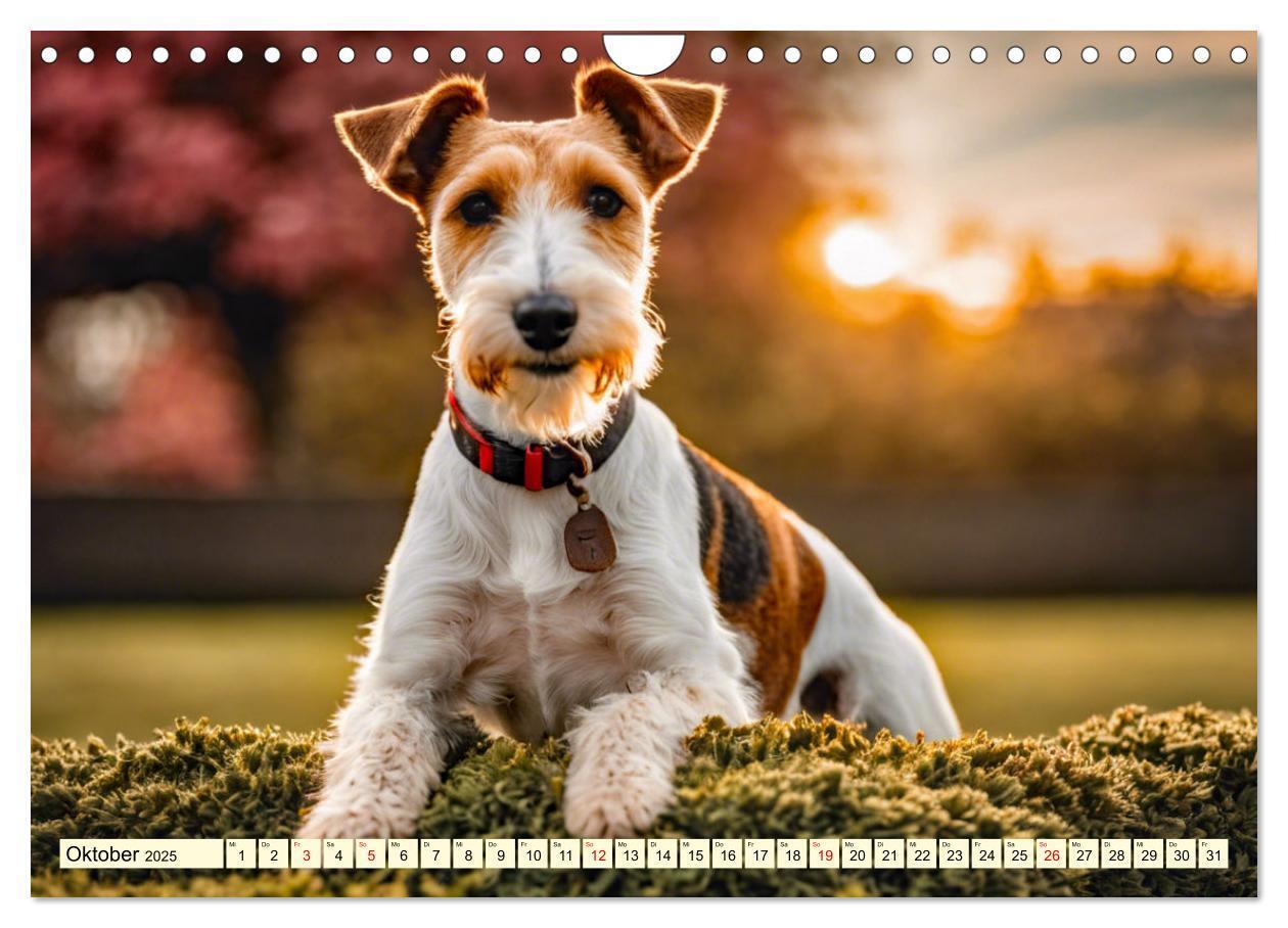 Bild: 9783435690367 | Drahthaar-Foxterrier (Wandkalender 2025 DIN A4 quer), CALVENDO...