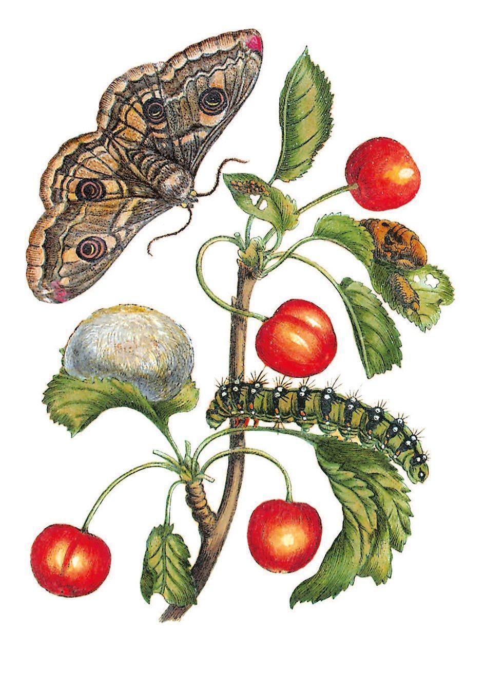 Bild: 9783968490038 | Blüten, Raupen, Schmetterlinge | Maria Sibylla Merian | Buch | 256 S.