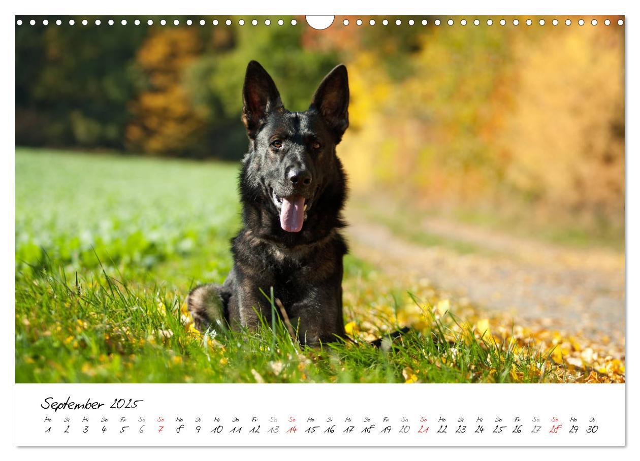 Bild: 9783435713554 | Der graue Deutsche Schäferhund (Wandkalender 2025 DIN A3 quer),...