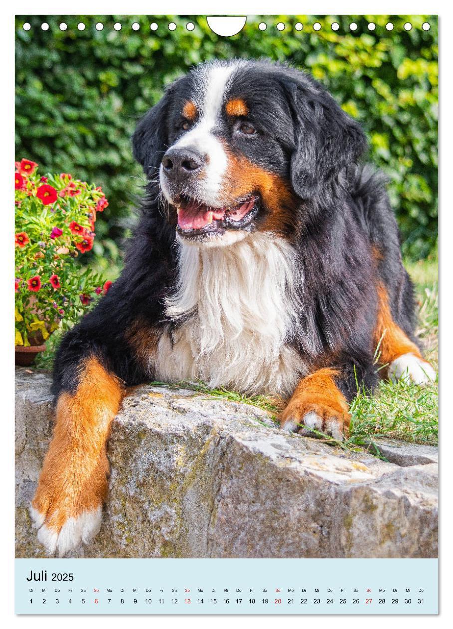 Bild: 9783435961054 | Berner Sennenhund - stark , schön und liebenswert (Wandkalender...