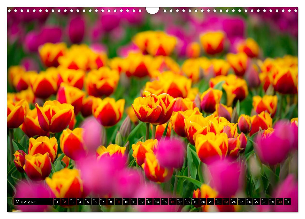 Bild: 9783435227884 | Kleine Blumen ganz groß (Wandkalender 2025 DIN A3 quer), CALVENDO...