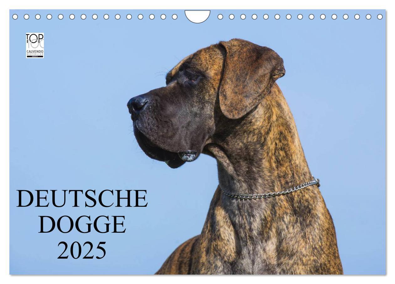 Cover: 9783435762293 | Deutsche Dogge 2025 (Wandkalender 2025 DIN A4 quer), CALVENDO...