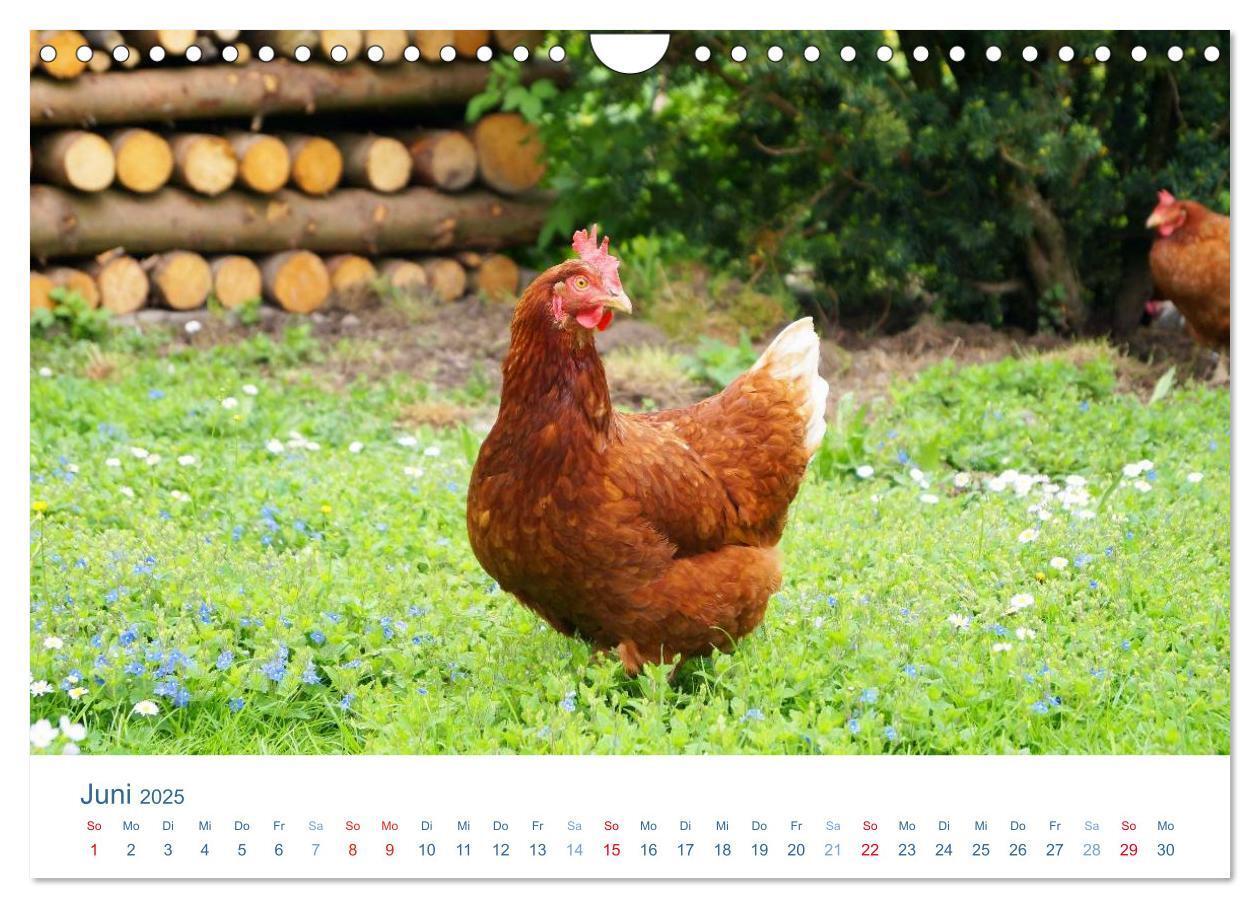 Bild: 9783435494507 | Tierisches Leben auf dem Bauernhof 2025 (Wandkalender 2025 DIN A4...