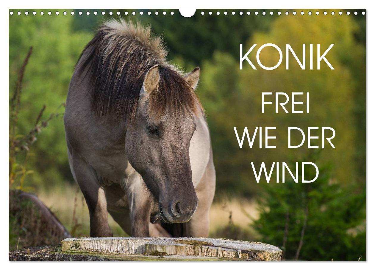 Cover: 9783435573127 | Konik - Frei geboren (Wandkalender 2025 DIN A3 quer), CALVENDO...