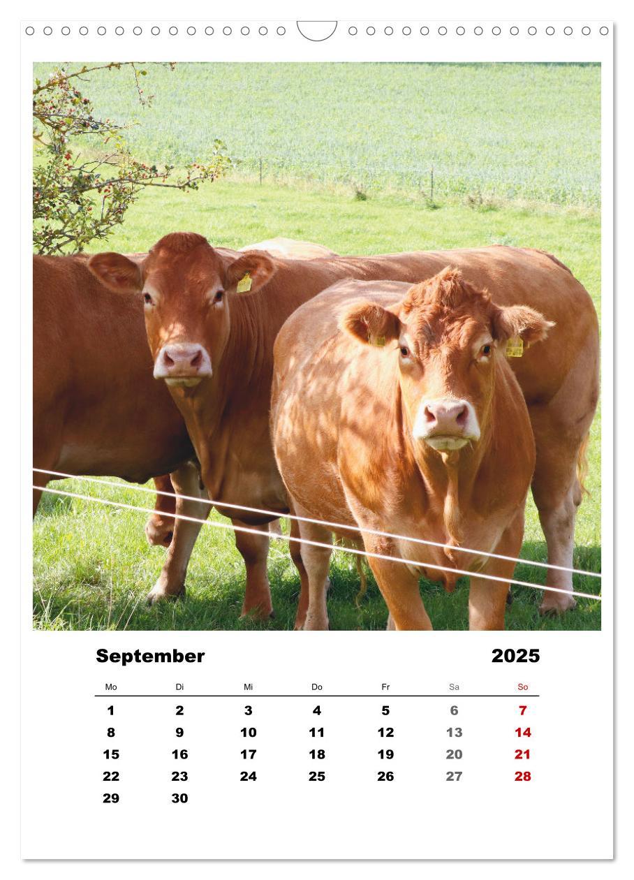 Bild: 9783435927937 | Bauernhoftiere, ganz nah dran (Wandkalender 2025 DIN A3 hoch),...