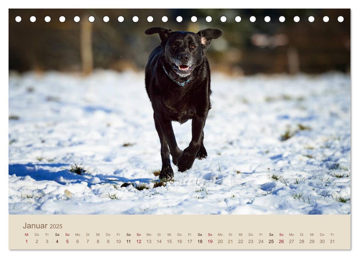 Bild: 9783435723805 | Labrador Retriever (Tischkalender 2025 DIN A5 quer), CALVENDO...