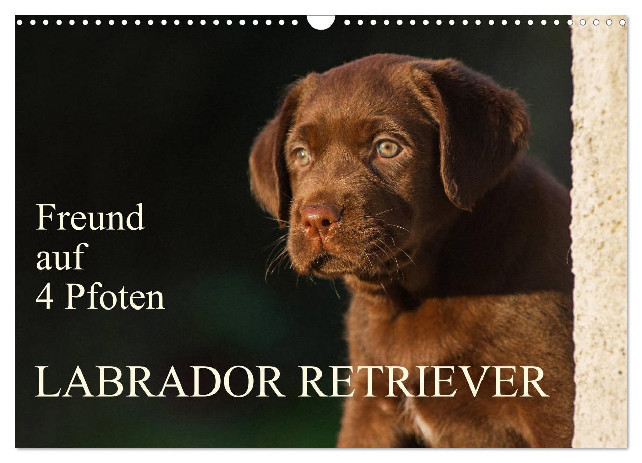 Cover: 9783435312658 | Freund auf 4 Pfoten - Labrador Retriever (Wandkalender 2025 DIN A3...