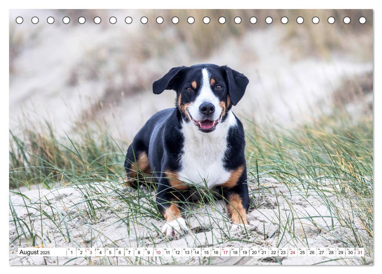 Bild: 9783435331550 | Appenzeller Sennenhunde (Tischkalender 2025 DIN A5 quer), CALVENDO...