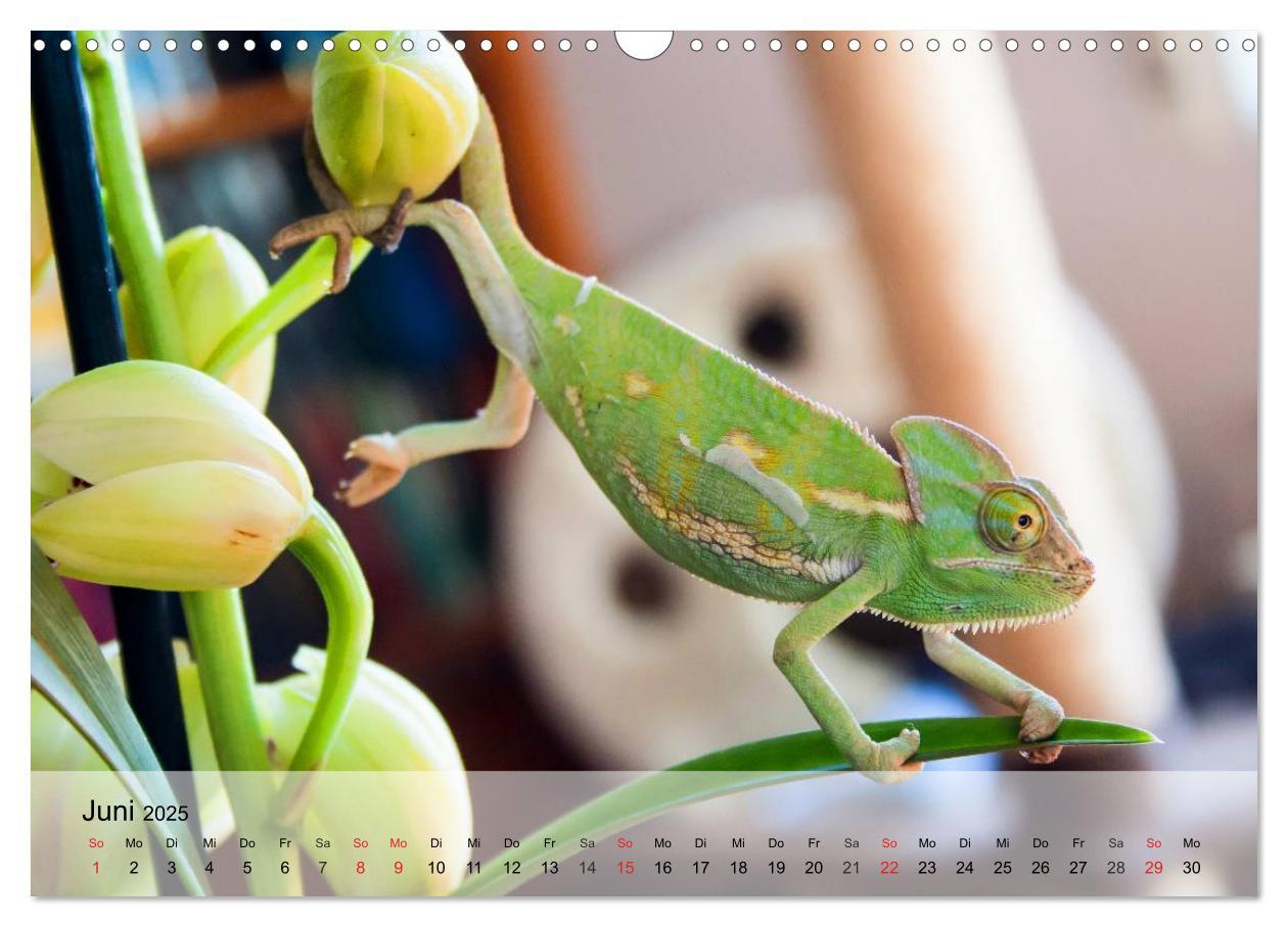 Bild: 9783435589432 | Kleine Reptilien (Wandkalender 2025 DIN A3 quer), CALVENDO...