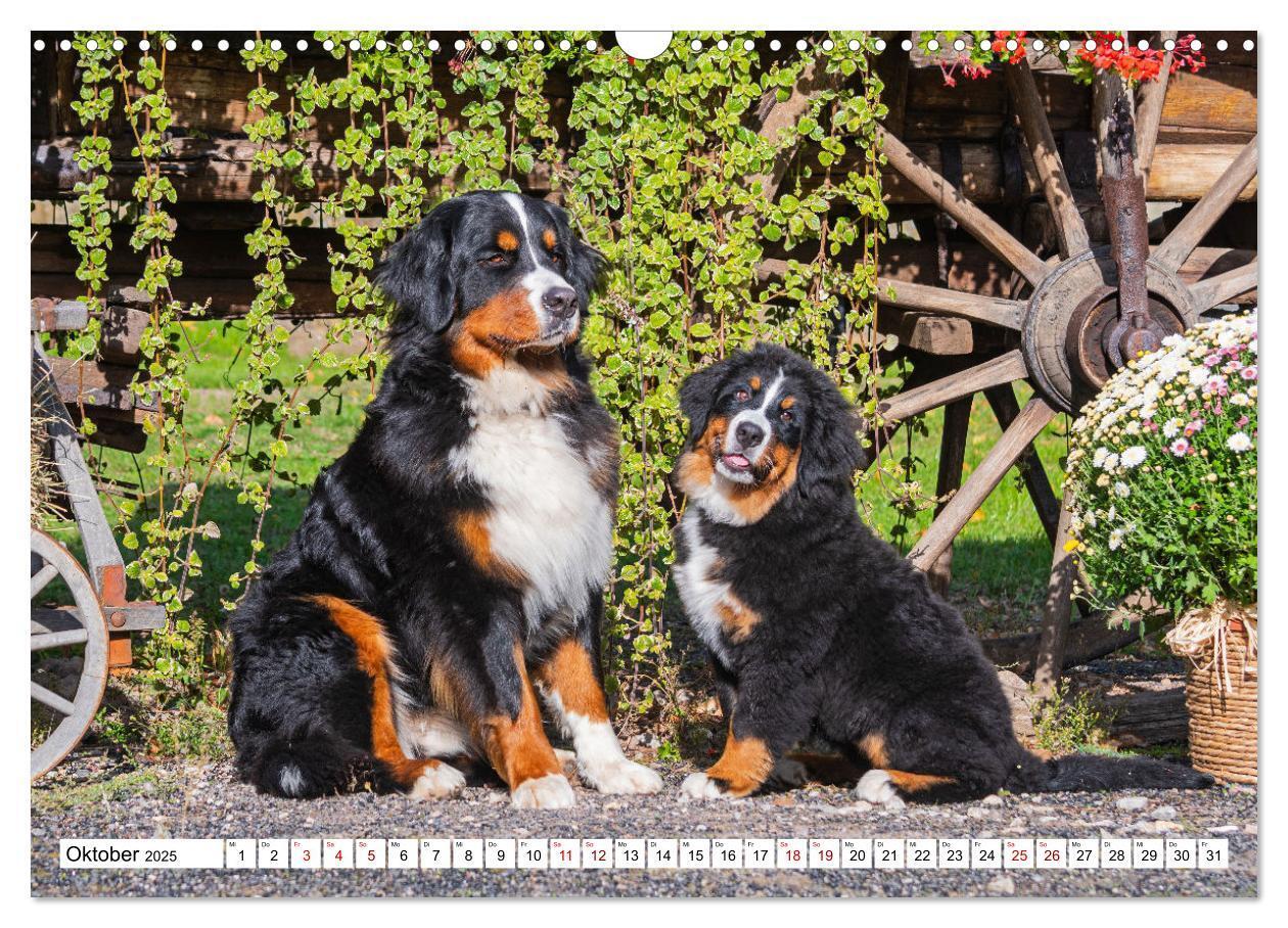 Bild: 9783383924972 | Berner Sennenhund - Eine Liebe für´s Leben (Wandkalender 2025 DIN...