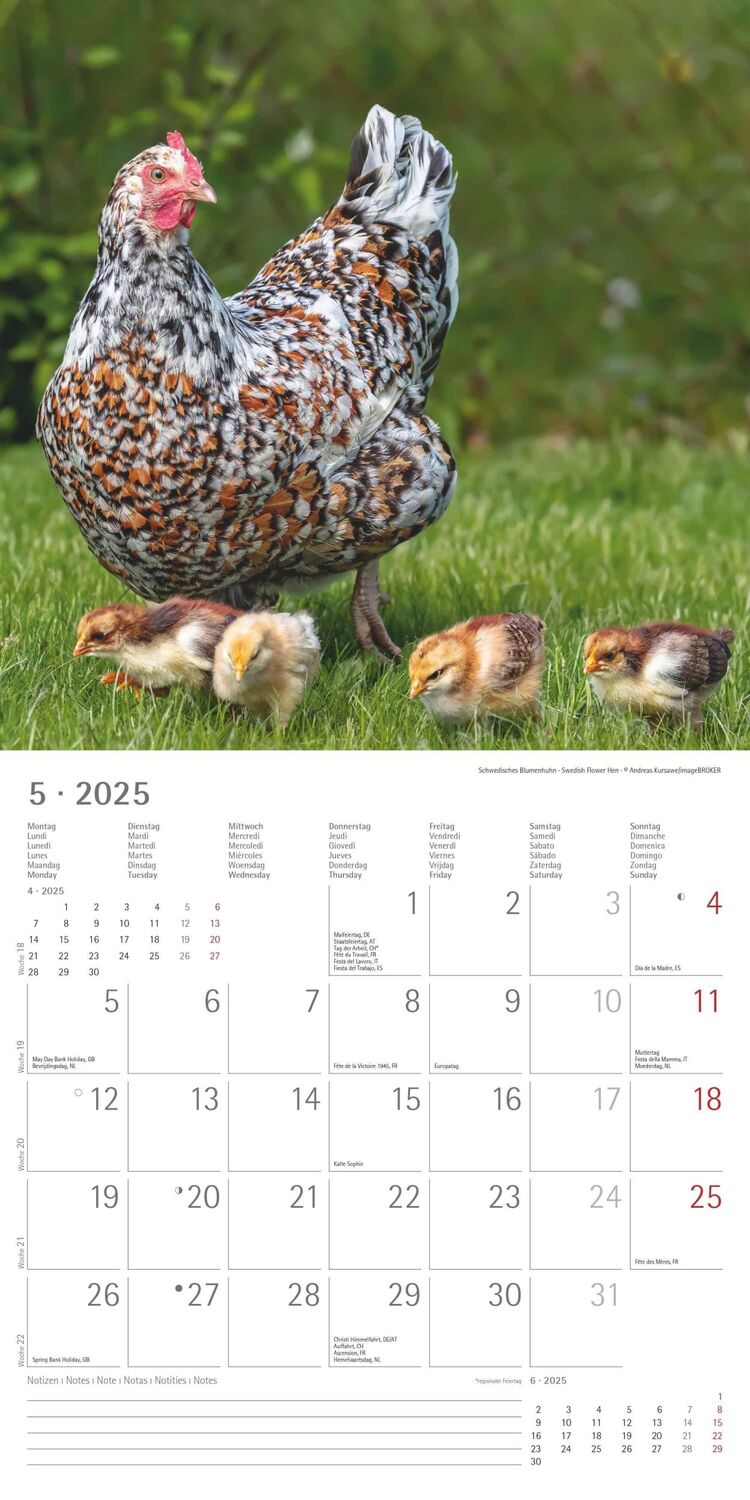 Bild: 4251732344306 | Hühner 2025 - Broschürenkalender 30x30 cm (30x60 geöffnet) -...