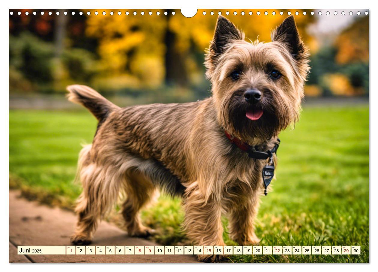 Bild: 9783435419906 | Cairn Terrier - lustiges Raubein aus Schottland (Wandkalender 2025...