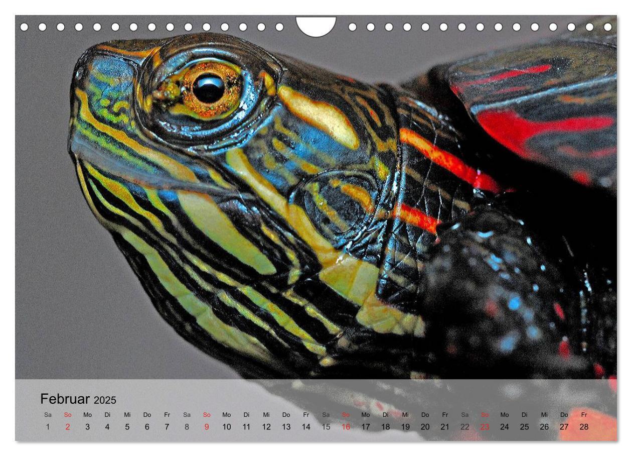 Bild: 9783435625727 | Reptilien Schlangen, Echsen und Co. (Wandkalender 2025 DIN A4...