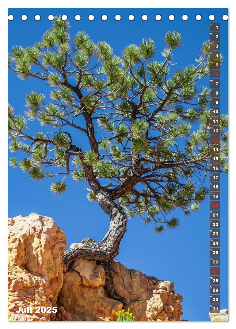 Bild: 9783435972319 | BRYCE CANYON Natur Pur (Tischkalender 2025 DIN A5 hoch), CALVENDO...